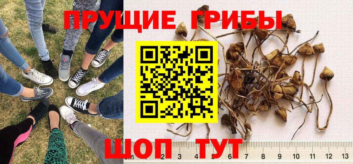 Северобайкальск  Псилоцибиновые грибы MAGIC MUSHROOMS  Вход с VPN 